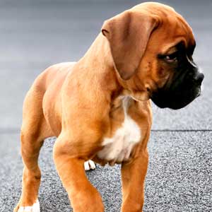 chofer para perros