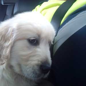 taxi para perros
