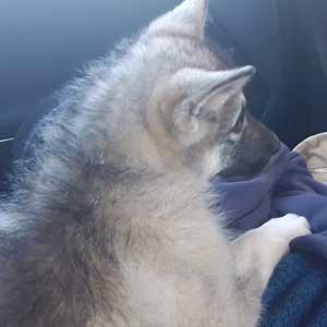 taxi perros