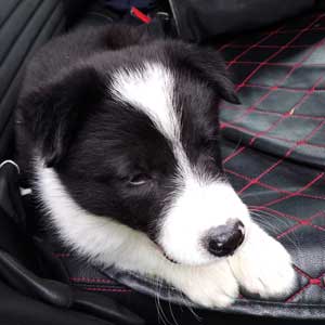 transporte de perros