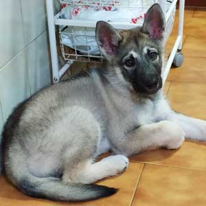 transporte de animales domesticos