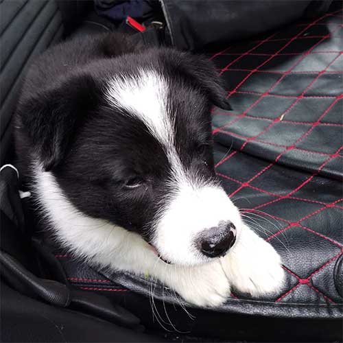 transporte de perros