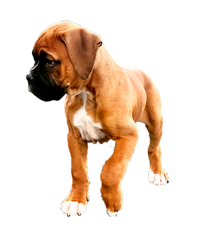 transporte de mascotas