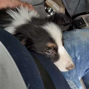 transporte mascotas sin jaula