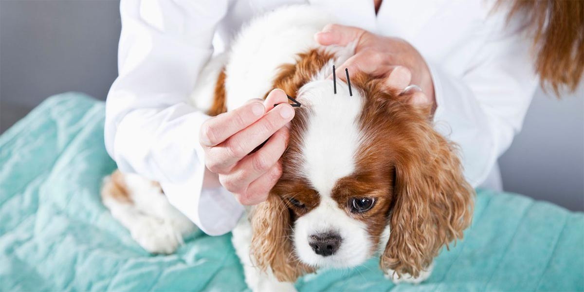 acupuntura mascotas