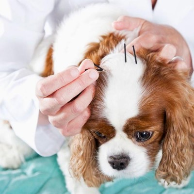 acupuntura mascotas