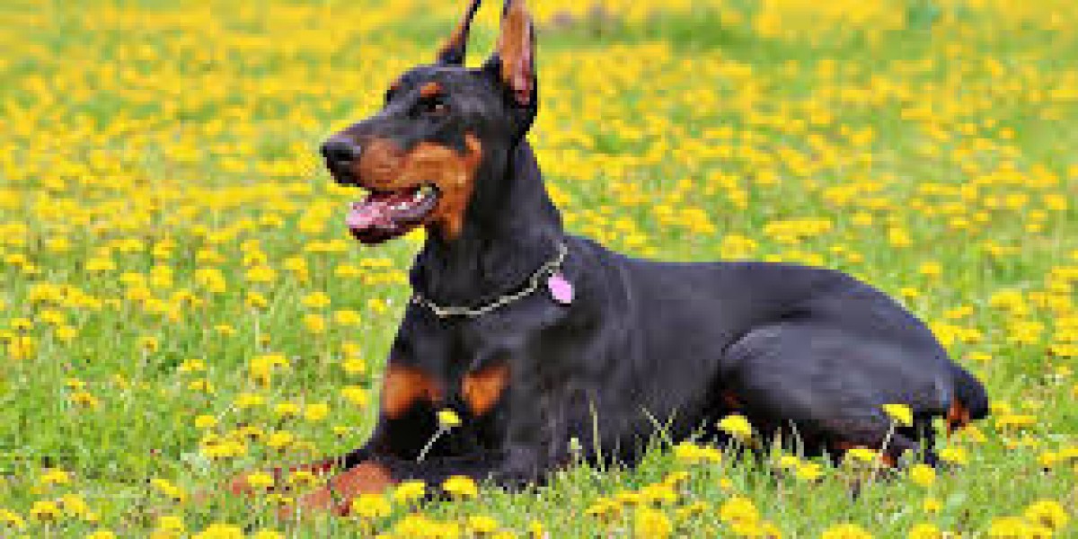 doberman